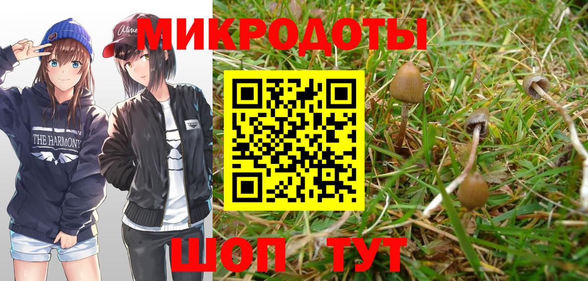 Галлюциногенные грибы Psilocybe Советская Гавань